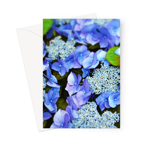 Closeup of blue hydrangeas in a photo greeting card.