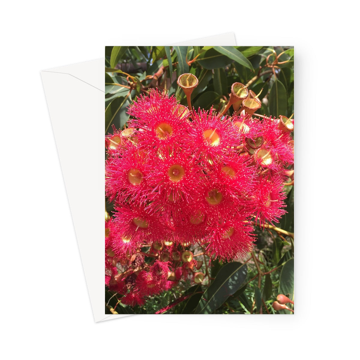 Closeup of a pink bottlebrush plant on this greeting card