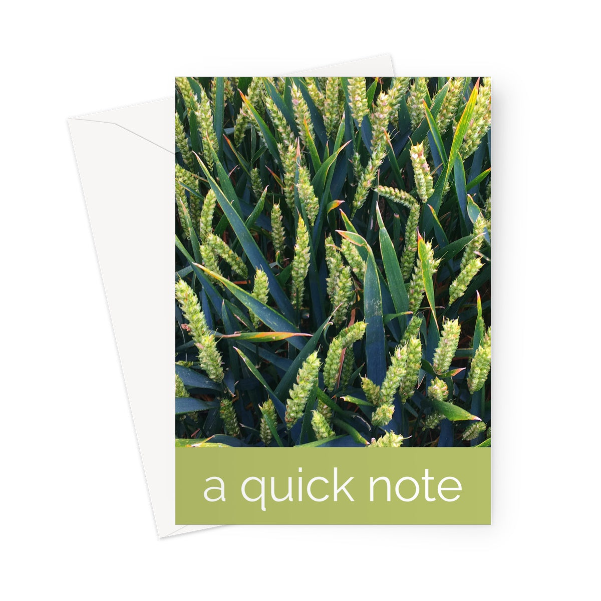 A closeup of a field of wheat in summer in this lovely photo greeting card or notecard.  A light green coloured strip at the bottom of the card denotes the words "a quick note"