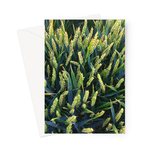 This greeting card shows a closeup of wheat in a field in West Sussex.