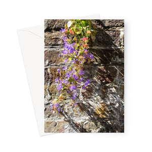 Greeting card showing a purple flowering plant attached to an old brick wall